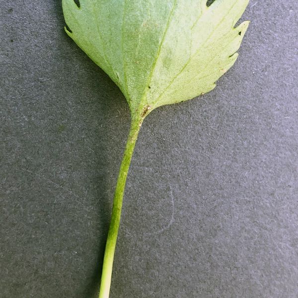 Ranunculus sulphureus Fi Gamvik Ifjordfjellet Ø for Eastorjohka 2021.08 6 R.Elven a